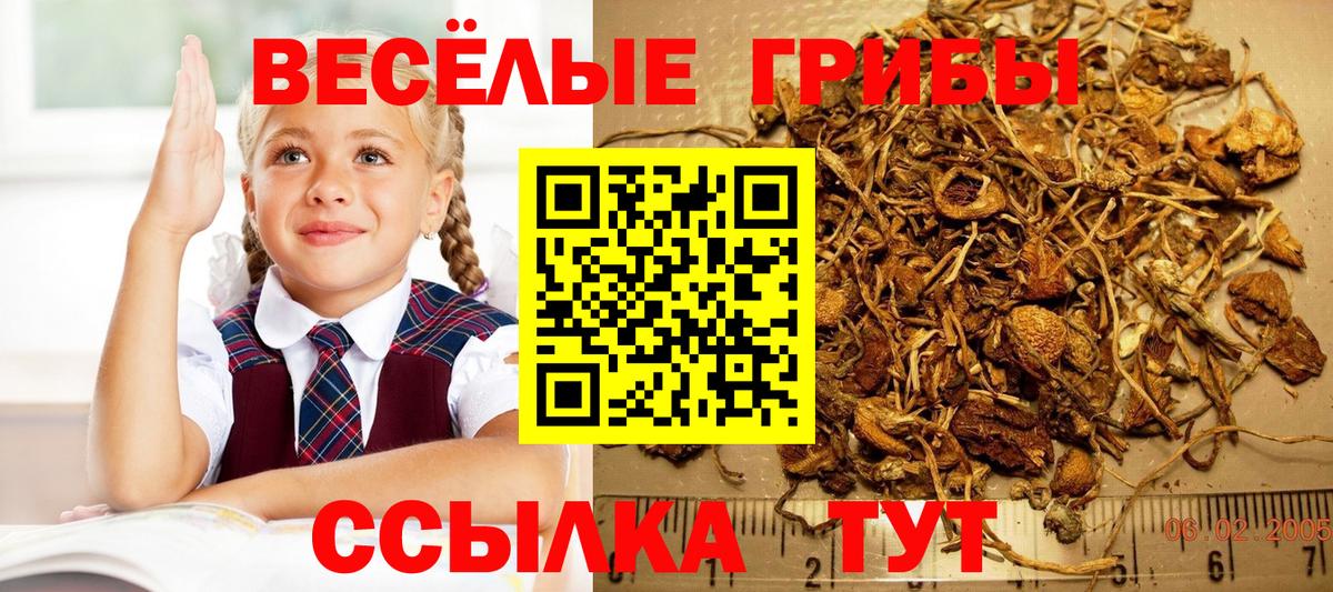 Кизилюрт  Псилоцибиновые грибы MAGIC MUSHROOMS  Вход с VPN  Псилоцибиновые грибы Psilocybine cubensis 